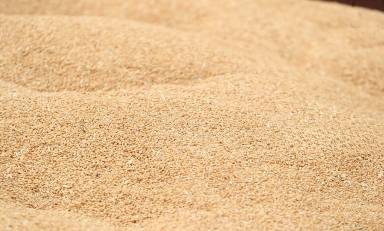 العراق يحقق الاكتفاء الذاتي من الحنطة بإنتاج 4.5 مليون طن موسم 2024