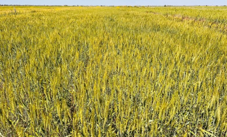 محافظة النجف تحصل على موافقة زراعة الشلب في جميع الأراضي الزراعية