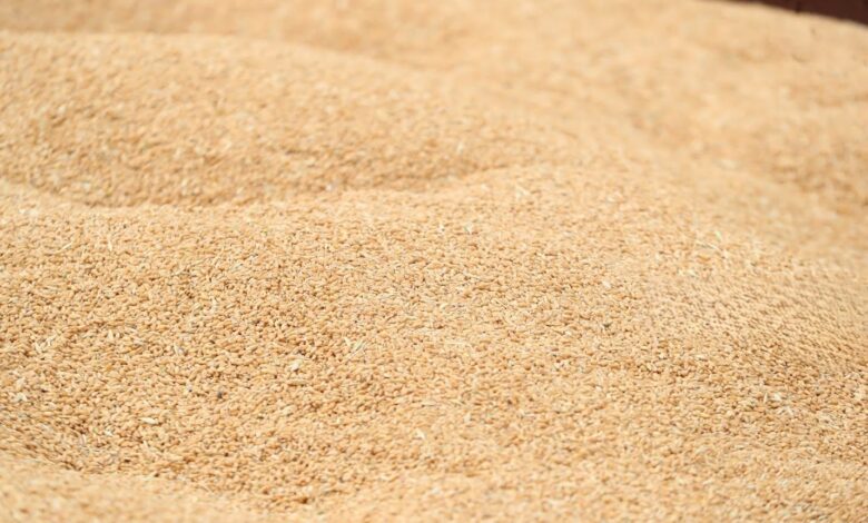 العراق يطلق موسم تسويق الحنطة 2026 بخطة متكاملة لدعم الأمن الغذائي