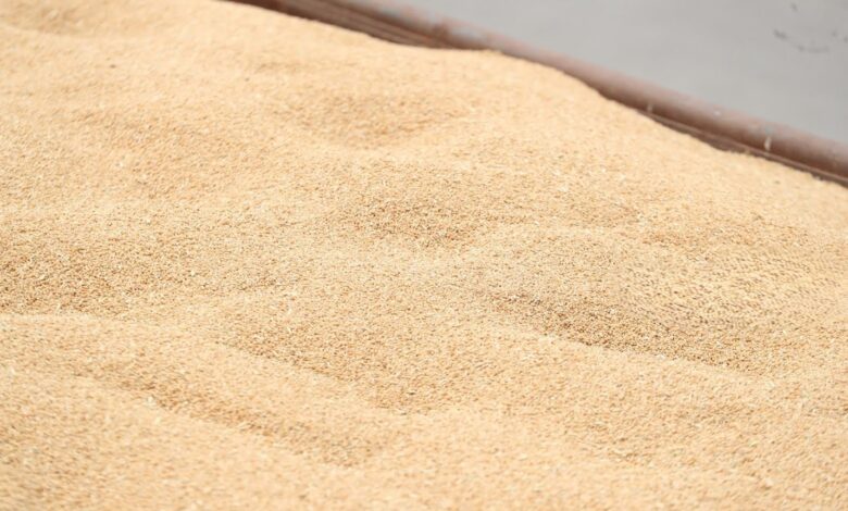 محافظة الأنبار تطلق 7 مليارات دينار لفلاحي الحنطة كدفعة أولى