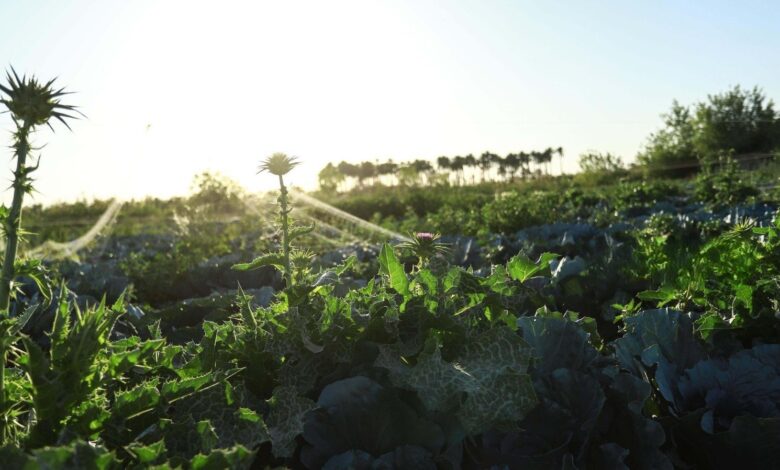 العراق يطلق مشروع الزراعة الذكية بالطائرات المسيرة لمواجهة التصحر والتغير المناخي