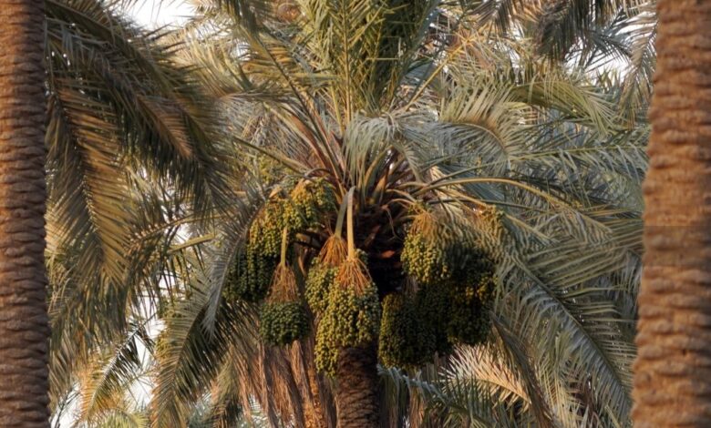 الزراعة النسيجية تُعيد للنخيل العراقي مكانته العالمية وتحقق الاكتفاء الذاتي من التمور