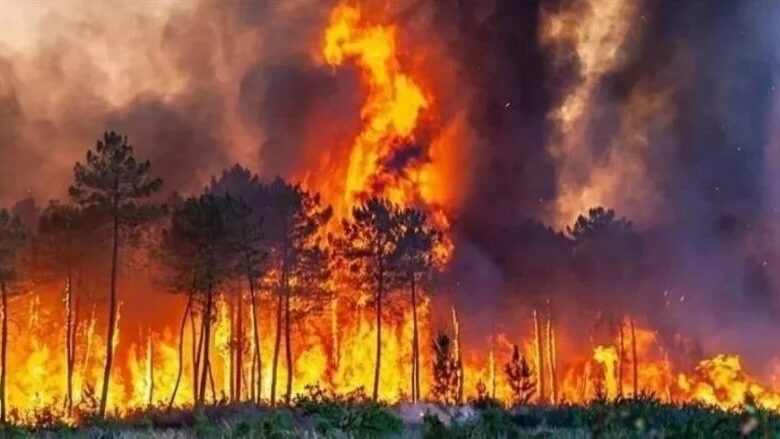 حرائق غابات في جنوب ألمانيا: النيران تتجاوز قدرة فرق الإطفاء في بافاريا
