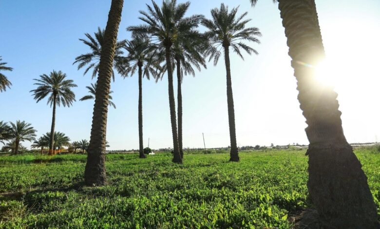 الخطة الزراعية الشتوية تستفيد من تحسن الخزين المائي وتوسيع الأراضي الديمية